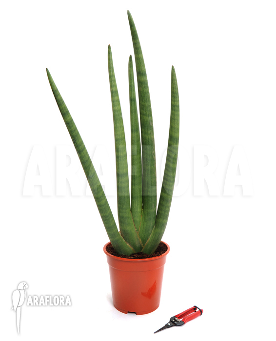 Sansevieria cylindrica var. patula &lsquo;Spaghetti&rsquo;