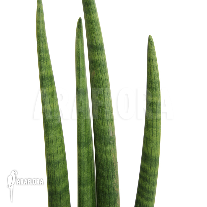 Sansevieria cylindrica var. patula &lsquo;Spaghetti&rsquo;