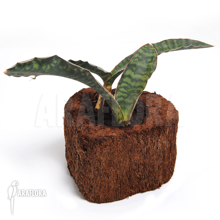 Sansevieria elliptica &lsquo;Horwood&rsquo;