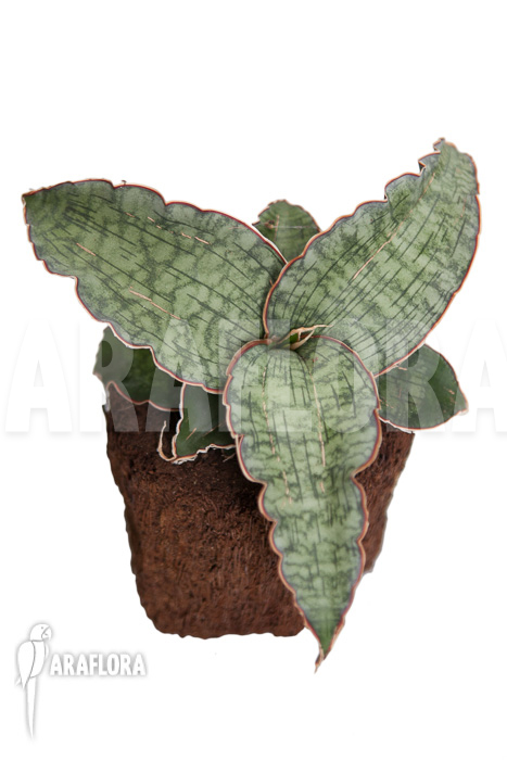 Sansevieria kirkii &lsquo;Silver Blue&rsquo;