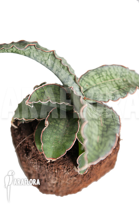 Sansevieria kirkii &lsquo;Silver Blue&rsquo;