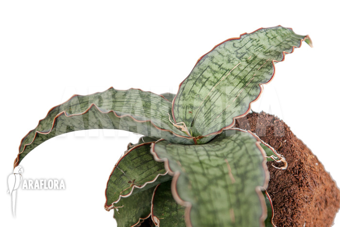 Sansevieria kirkii &lsquo;Silver Blue&rsquo;