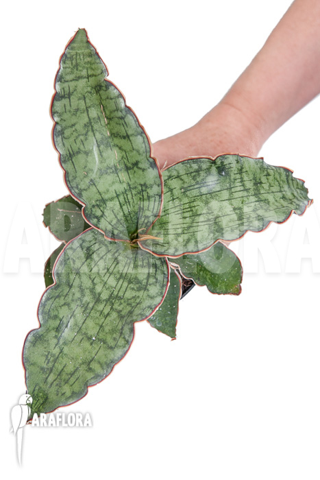 Sansevieria kirkii &lsquo;Silver Blue&rsquo;