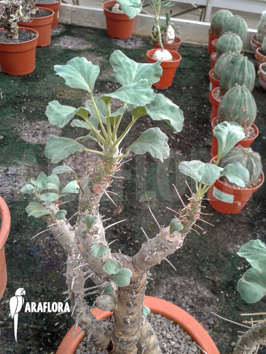 Sarcocaulon crassicaule