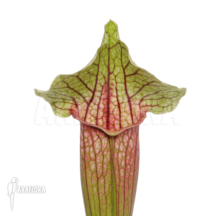 Sarracenia cv &lsquo;Eva&rsquo;