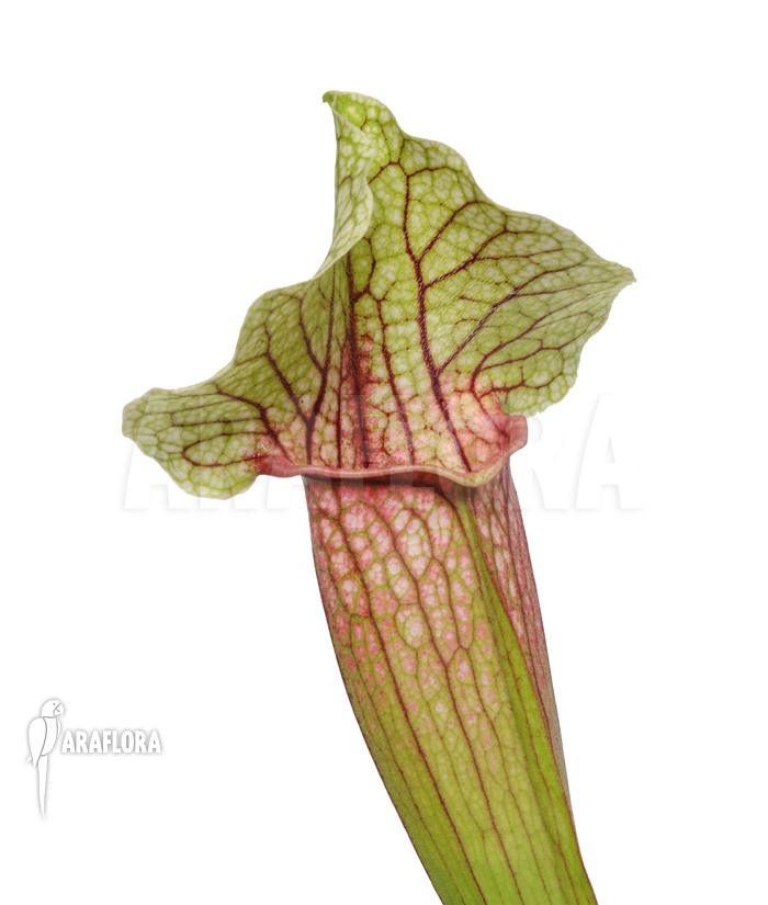 Sarracenia cv &lsquo;Eva&rsquo;