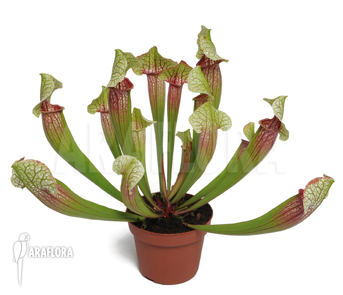 Sarracenia cv &lsquo;Eva&rsquo;