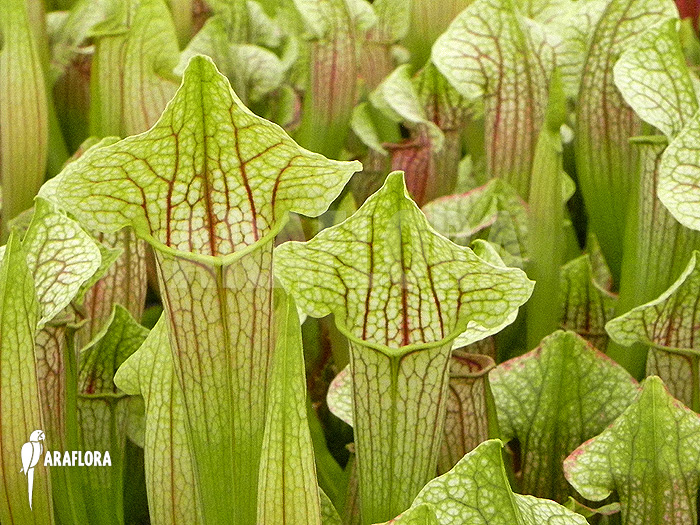 Field with Sarracenia cv &lsquo;Eva&rsquo;