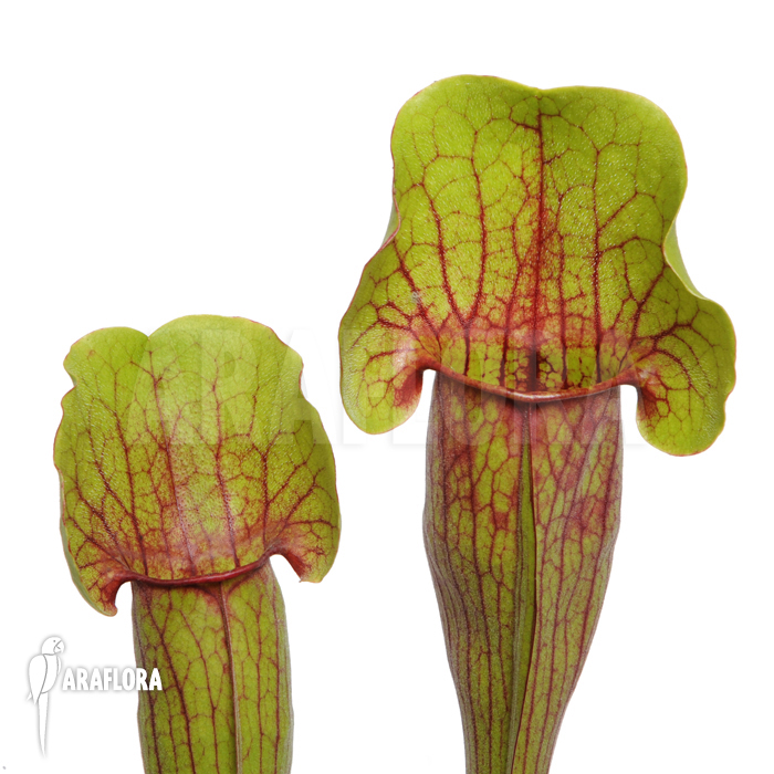 Sarracenia cv &lsquo;Vogel&rsquo;