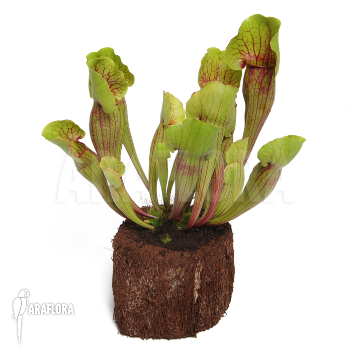 Sarracenia cv &lsquo;Vogel&rsquo;