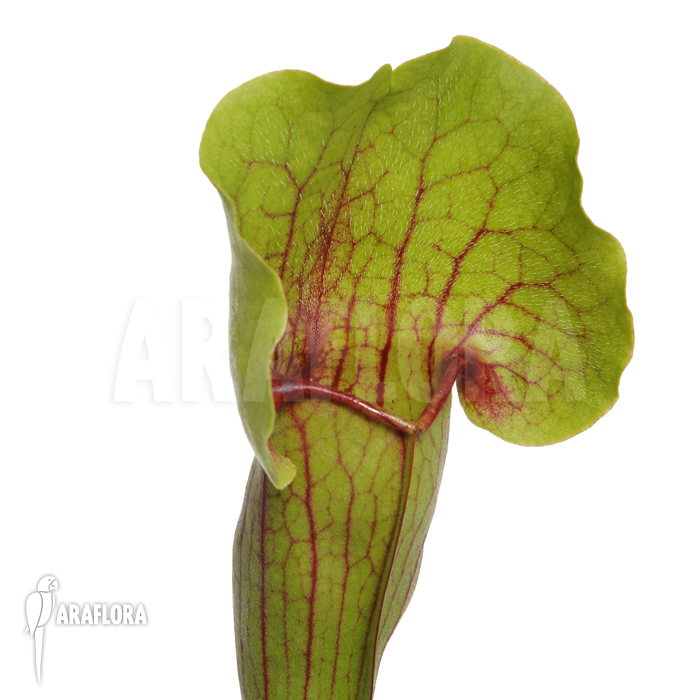 Sarracenia cv &lsquo;Vogel&rsquo;