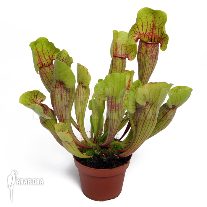 Field with Sarracenia cv &lsquo;Vogel&rsquo;