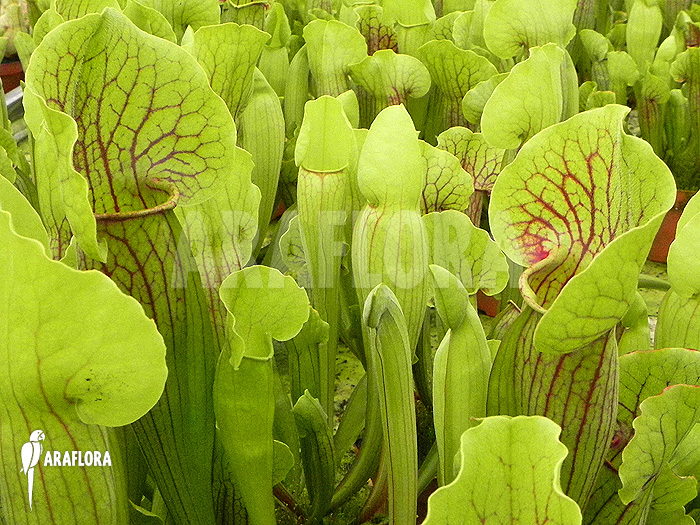 Sarracenia cv &lsquo;Vogel&rsquo;