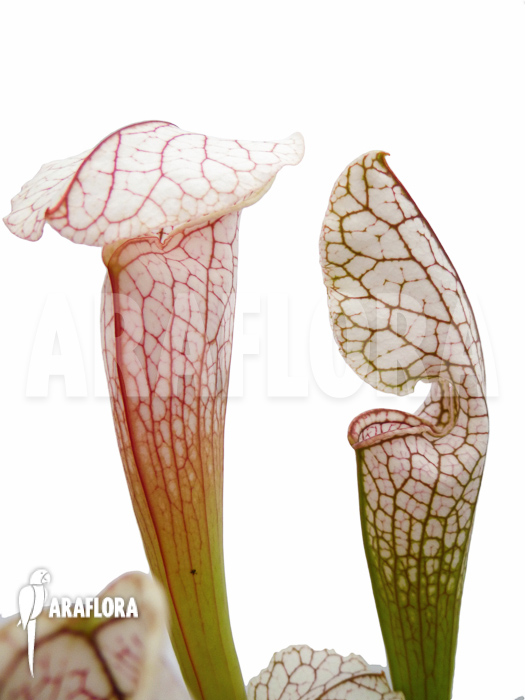 Sarracenia leucophylla &lsquo;Big head&rsquo;