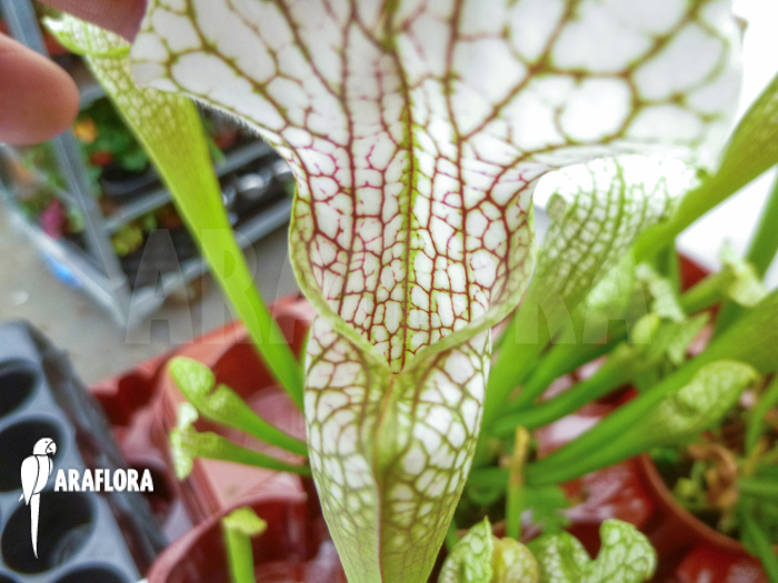 Sarracenia leucophylla &lsquo;Big head&rsquo;
