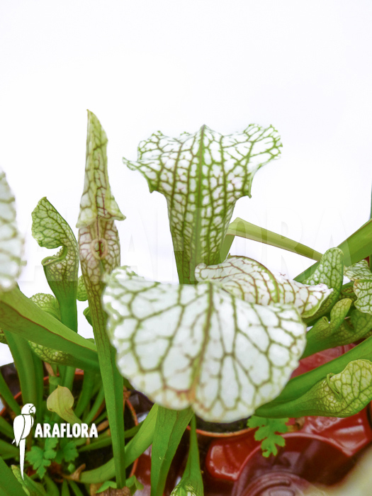 Sarracenia leucophylla &lsquo;Big head&rsquo;