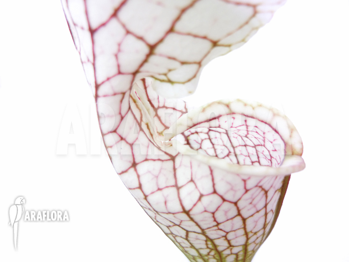 Sarracenia leucophylla &lsquo;Big head&rsquo;