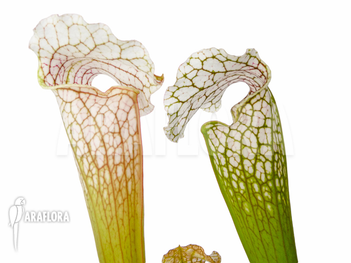 Sarracenia leucophylla &lsquo;Big head&rsquo;