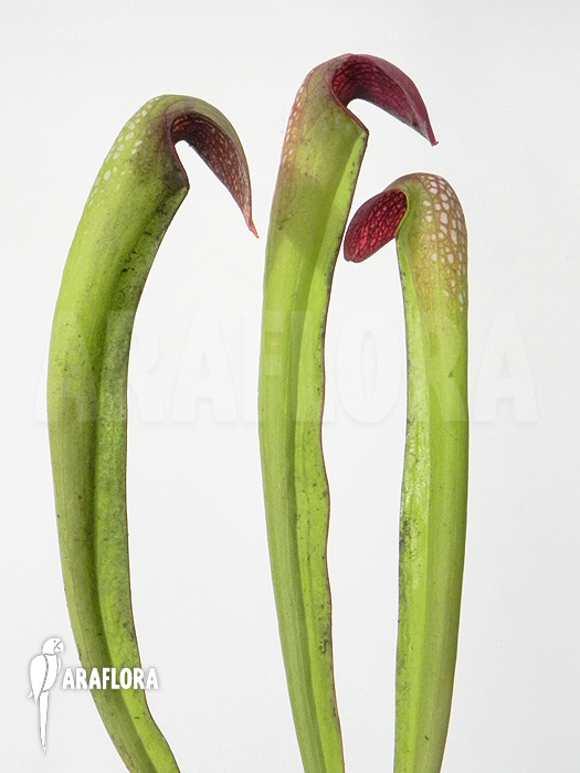 Sarracenia minor