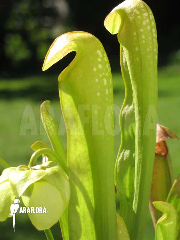 Sarracenia minor