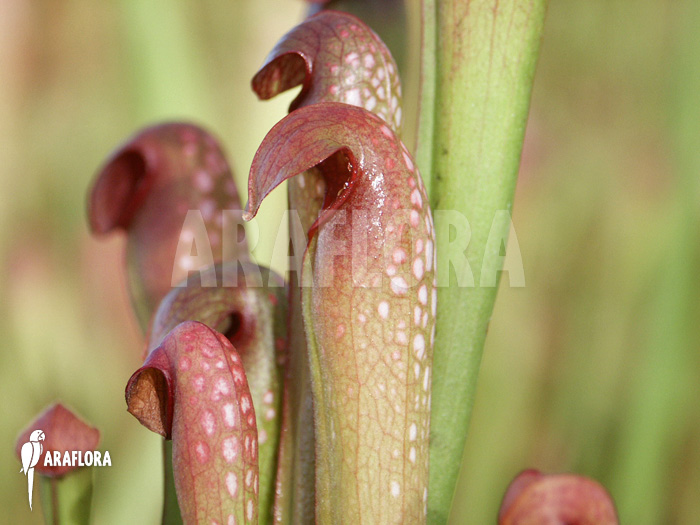 Sarracenia minor