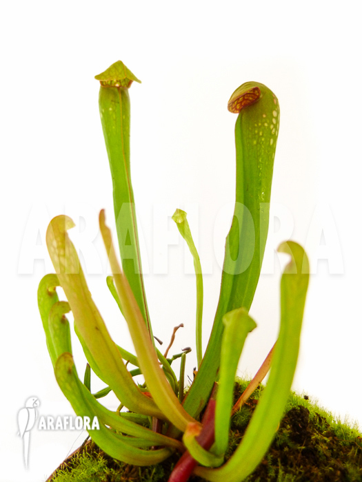 Sarracenia minor &lsquo;Var. Okefenokeensis&rsquo;