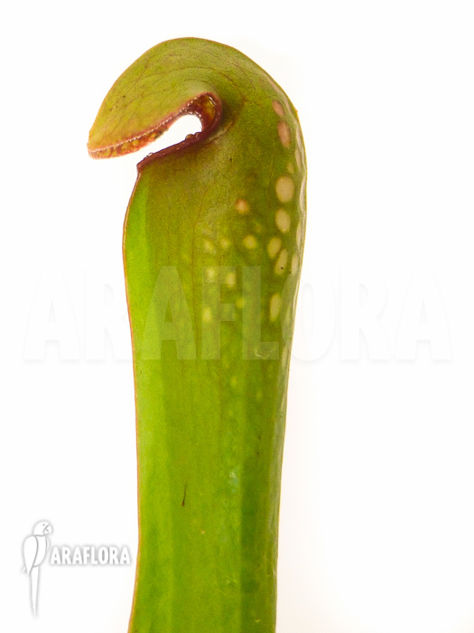 Sarracenia minor &lsquo;Var. Okefenokeensis&rsquo;