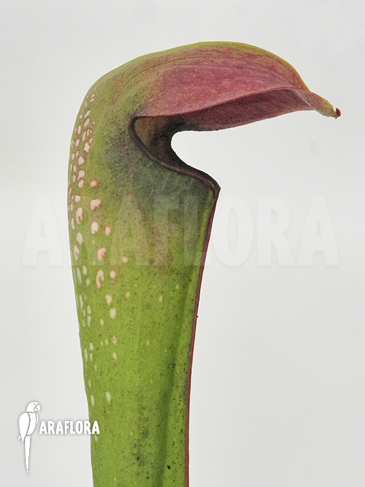 Sarracenia minor &lsquo;Okefenokee Giant&rsquo;