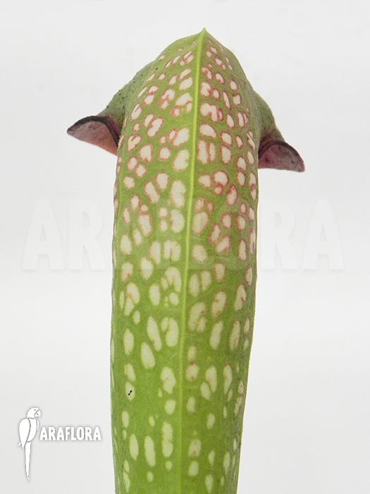 Sarracenia minor &lsquo;Okefenokee Giant&rsquo;