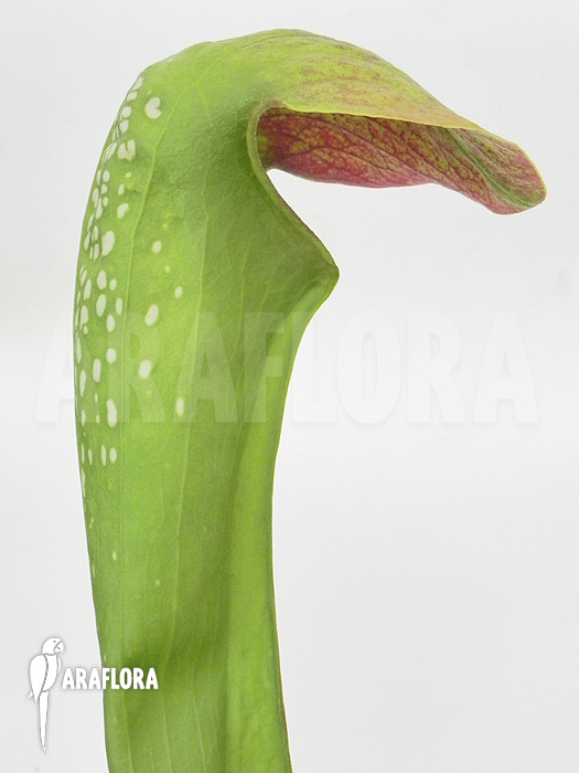 Sarracenia minor &lsquo;Okefenokee Giant&rsquo;