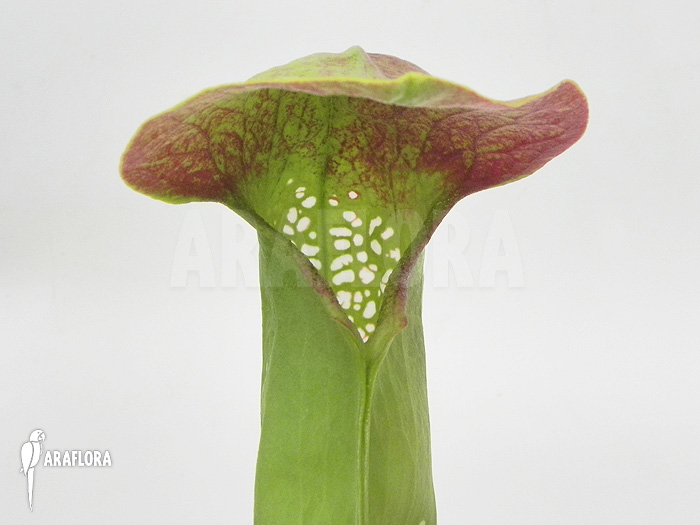 Sarracenia minor &lsquo;Okefenokee Giant&rsquo;