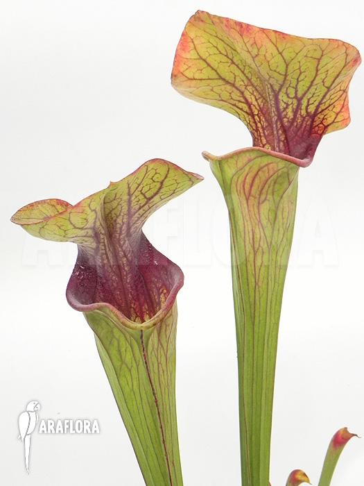 Sarracenia oreophila &lsquo;Red line&rsquo;