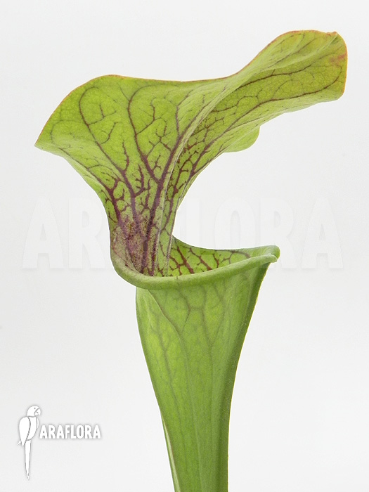 Sarracenia oreophila &lsquo;Red line&rsquo;
