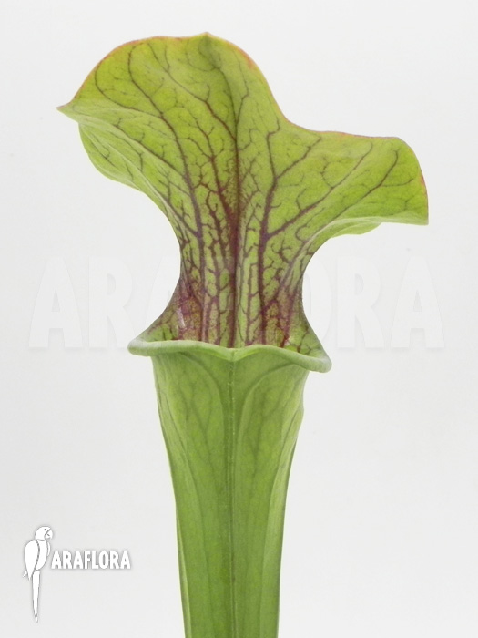 Sarracenia oreophila &lsquo;Red line&rsquo;