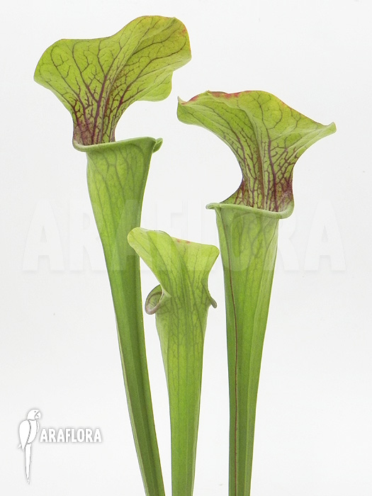 Sarracenia oreophila &lsquo;Red line&rsquo;