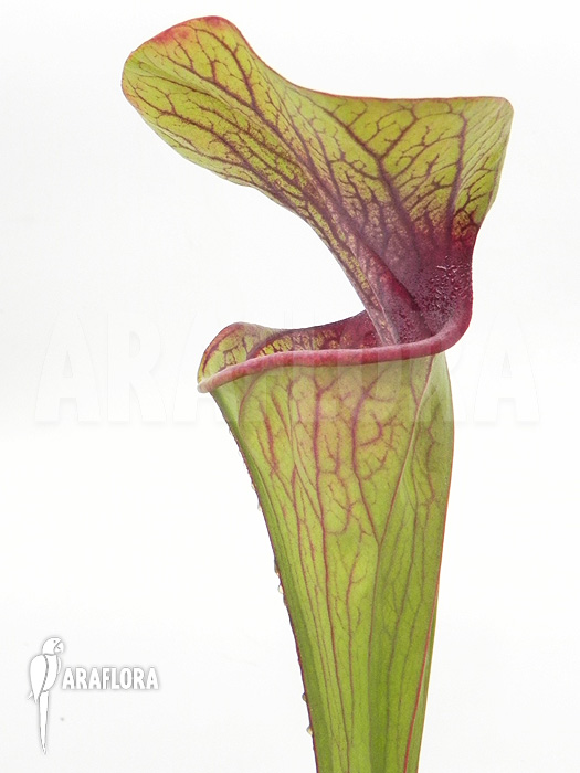 Sarracenia oreophila &lsquo;Red line&rsquo;