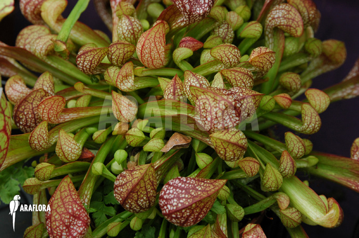 Sarracenia psittacina