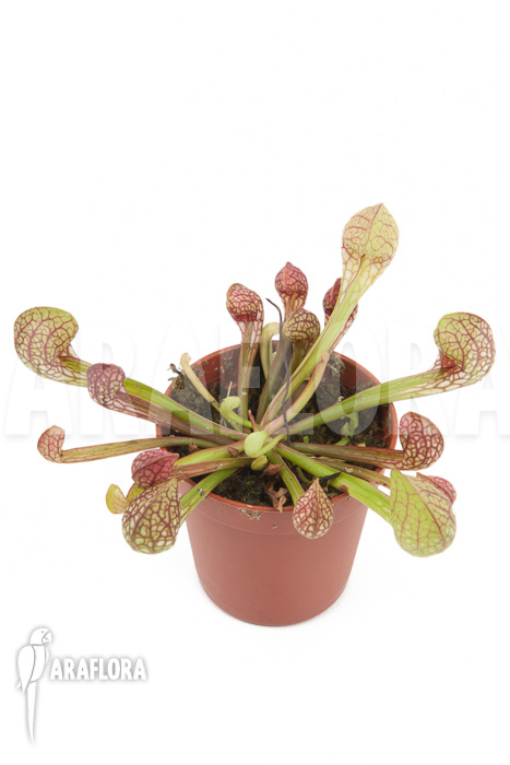 Sarracenia psittacina &lsquo;starter&rsquo;