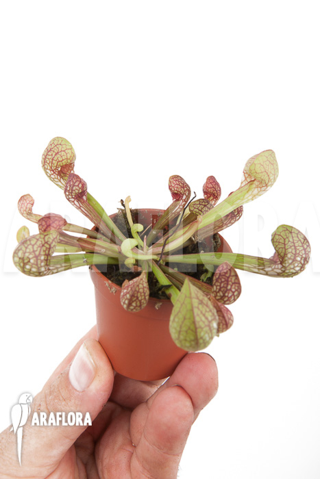 Sarracenia psittacina &lsquo;starter&rsquo;