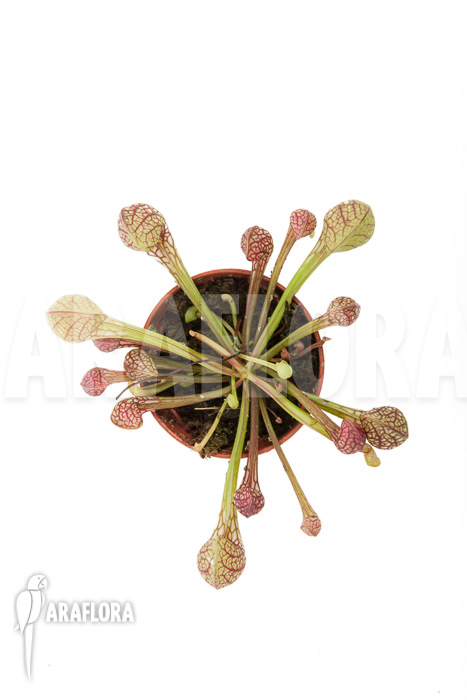Sarracenia psittacina &lsquo;starter&rsquo;