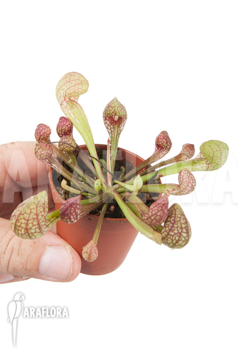 Sarracenia psittacina &lsquo;starter&rsquo;
