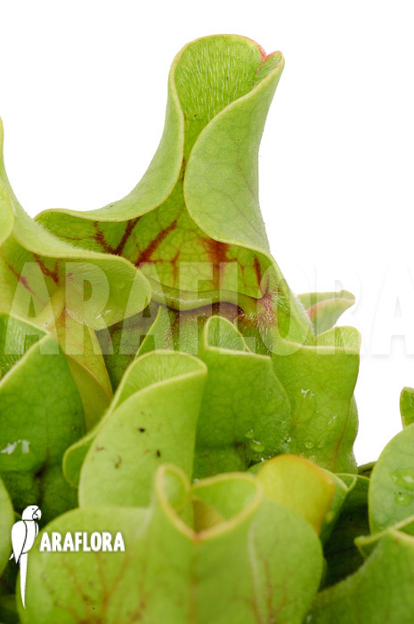 Sarracenia purpurea ssp venosa