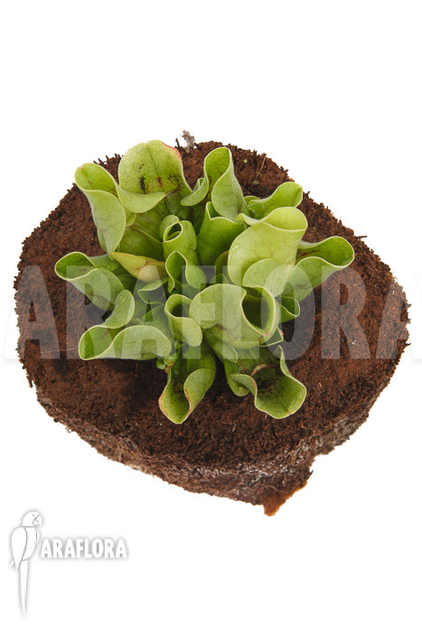 Sarracenia purpurea ssp venosa