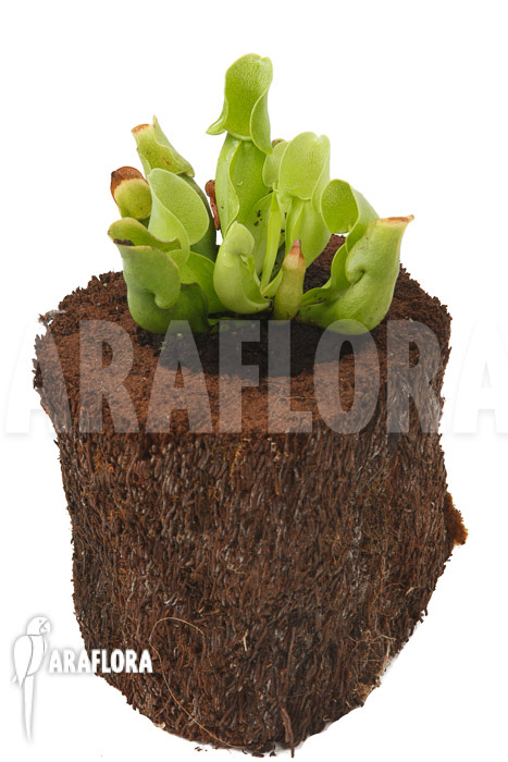 Sarracenia purpurea ssp venosa &lsquo;Anthocyanin free&rsquo;