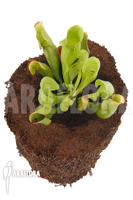 Sarracenia purpurea ssp venosa &lsquo;Anthocyanin free&rsquo;