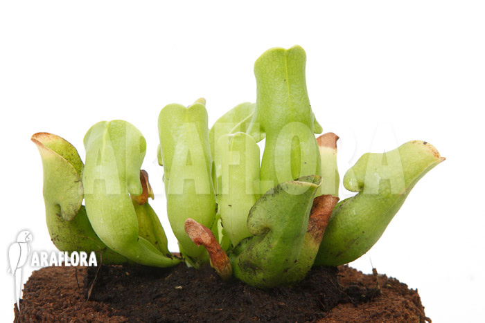 Sarracenia purpurea ssp venosa &lsquo;Anthocyanin free&rsquo;