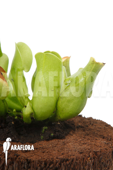 Sarracenia purpurea ssp venosa &lsquo;Anthocyanin free&rsquo;