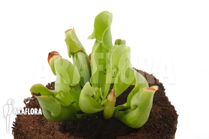 Sarracenia purpurea ssp venosa &lsquo;Anthocyanin free&rsquo;