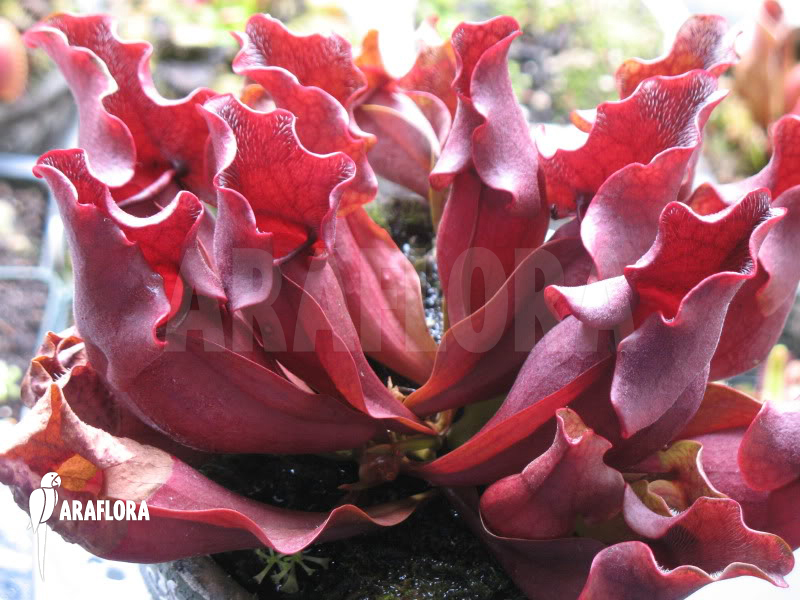 Sarracenia purpurea ssp venosa &lsquo;All Red clone&rsquo;