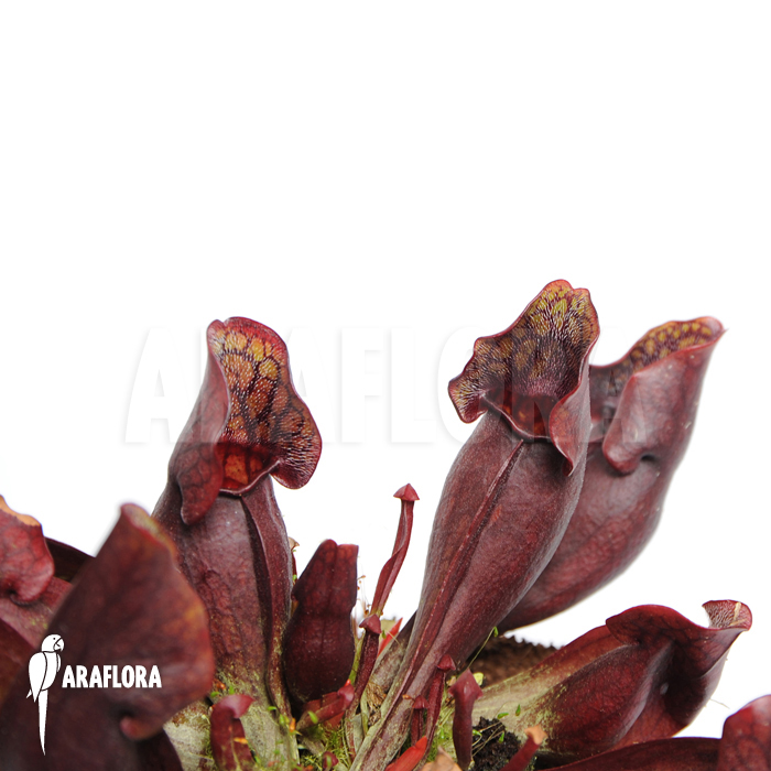 Sarracenia purpurea var. purpurea